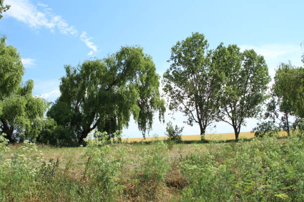 istock A group of trees in a field 2156645977