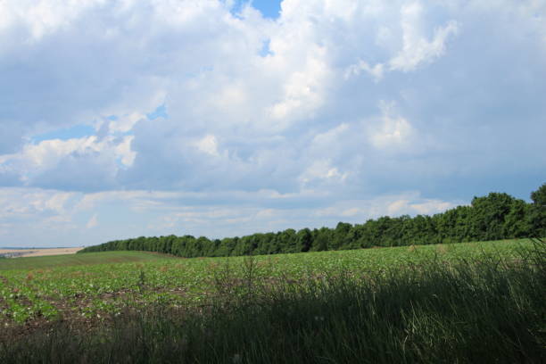 istock A field of grass and trees 2156645978