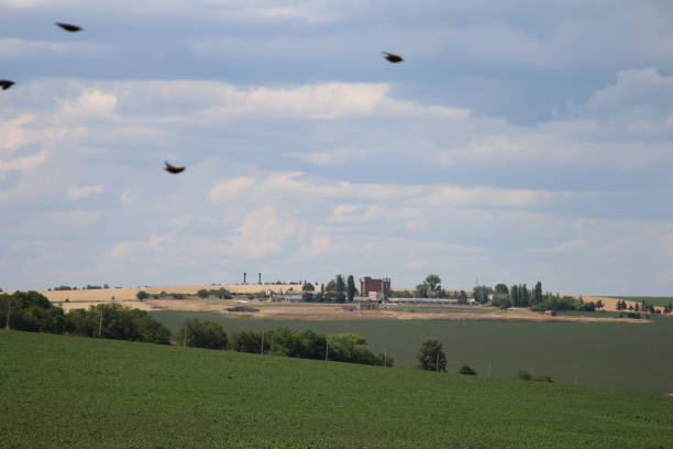 A group of birds flying over a field