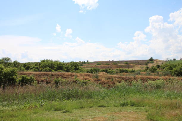 istock A grassy field with trees and blue sky 2156646076