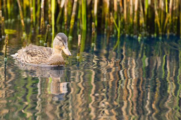 Young duck looking for food on a lake in Wales.