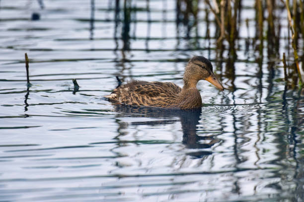 Young duck looking for food on a lake in Wales.