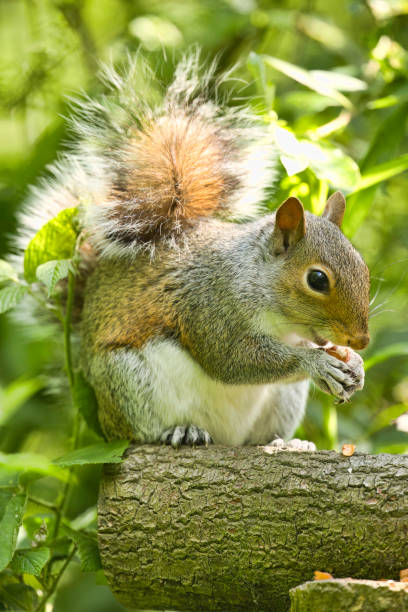 istock Female Gray Squirrel sitting on a branch 2156648768