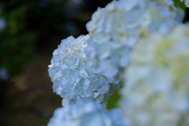 A hydrangea flower at the garden in the public park. High quality photo. Suginami  Tokyo Japan 06.04.2024