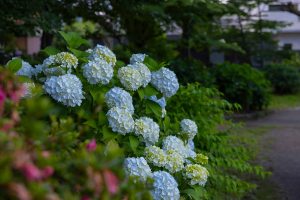 istock A hydrangea flower at the garden in the public park medium shot front blur 2156652650