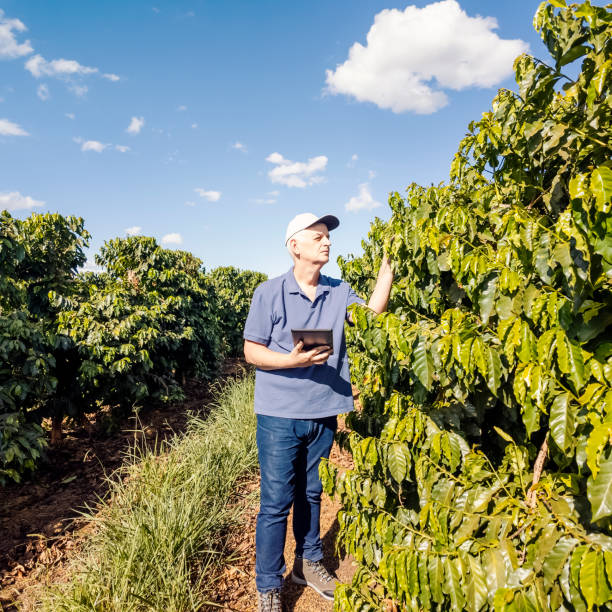istock Man examining coffee plantation. 2156653828