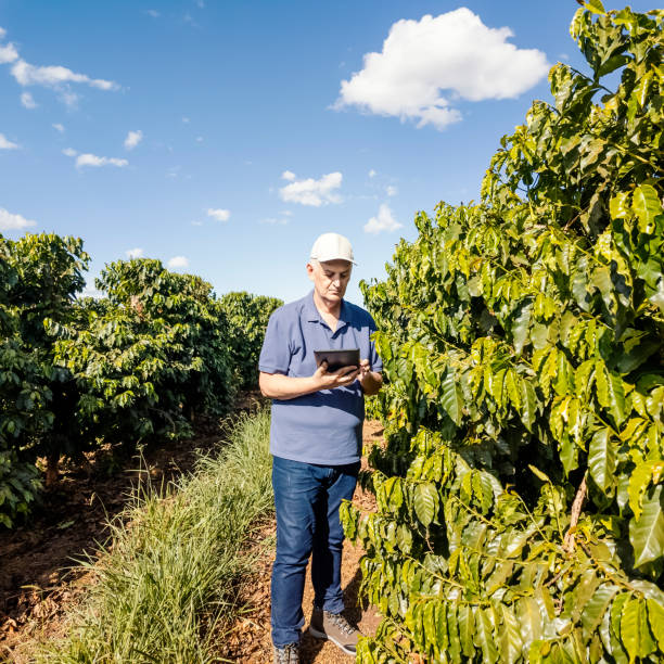 istock Man examining coffee plantation. 2156653877