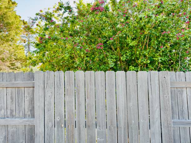 istock A backyard features a lush tree hedge and a sturdy wooden fence, creating a natural, private, and charming boundary that enhances the outdoor space. 2156655217
