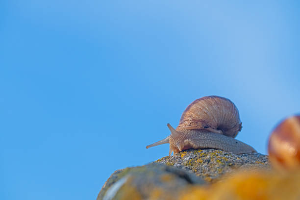 A snail on a lichen rock. Sky background.