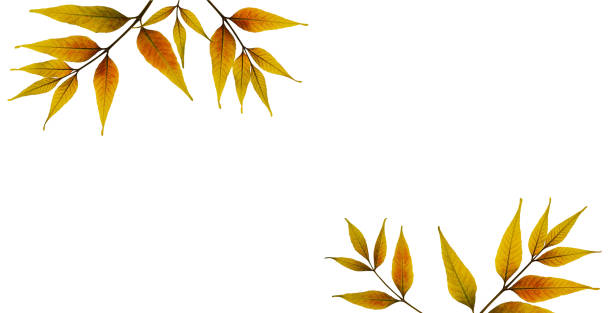 istock Autumn arrangement. Dry pressed leaves of ash tree as a frame on white background. 2156656881