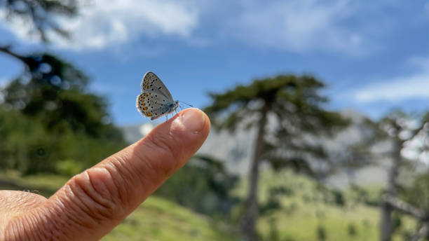 istock A tiny, cute and very sweet butterfly landing on a finger 2156657145