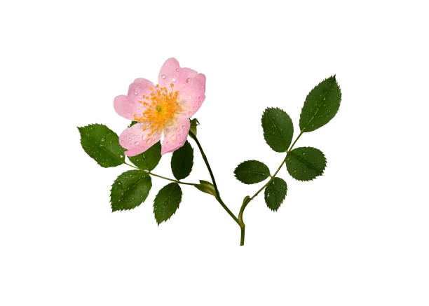 istock Rosehip flower with water drops isolated on white background. 2156657813