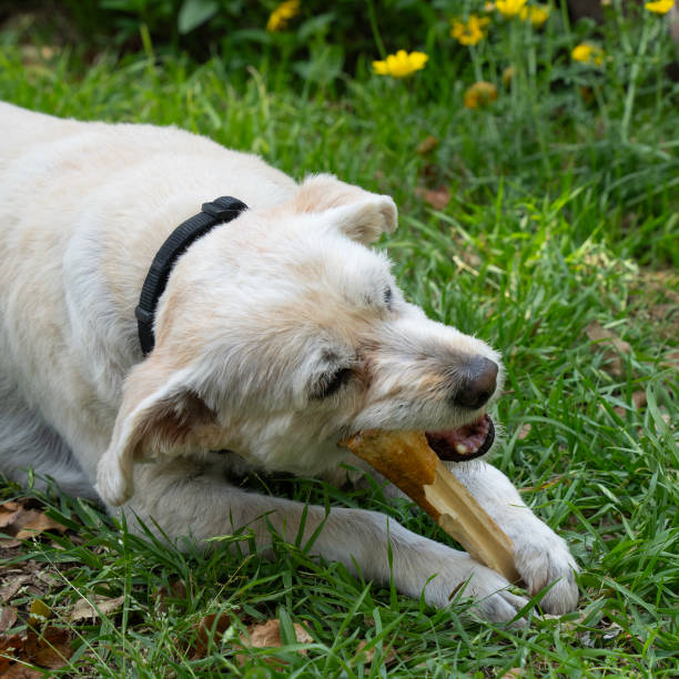 istock A Dog Gnawing on a Bone on a Lawn 2156660187