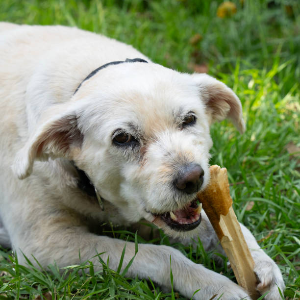 istock A Dog Gnawing on a Bone on a Lawn 2156660200