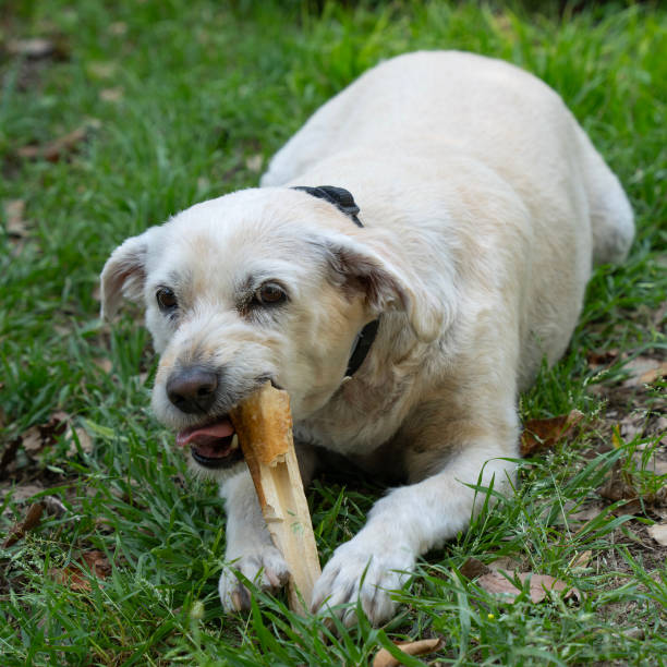 istock A Dog Gnawing on a Bone on a Lawn 2156660221
