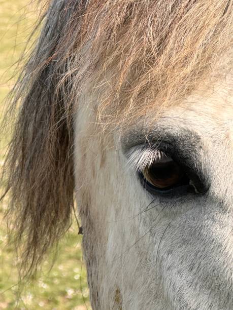istock Eye of horse 2156661403