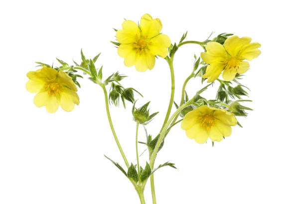 istock Group of potentilla flowers 2156661949