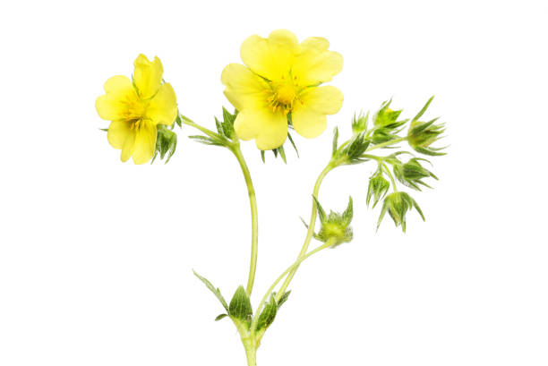 istock Yellow potentilla flowers 2156662064