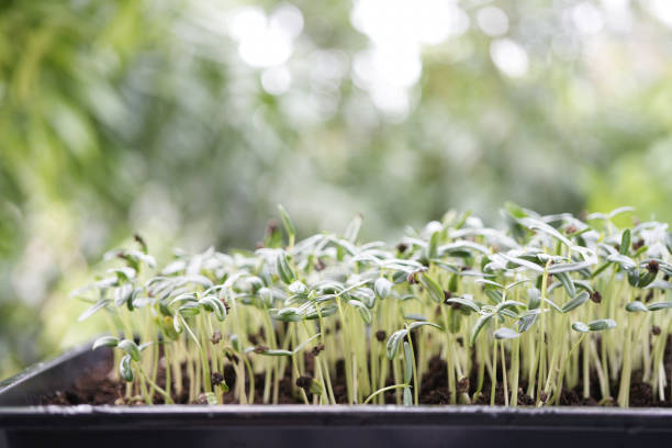 Crotalaria juncea sunn hemp sprout growing