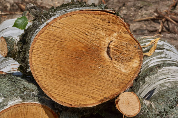 istock A section of birch. Annual rings are visible. 2156663306