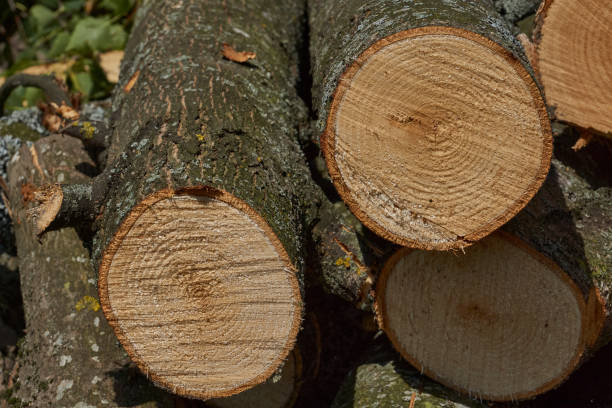 istock A section of a maple tree. Annual rings are visible. 2156663324