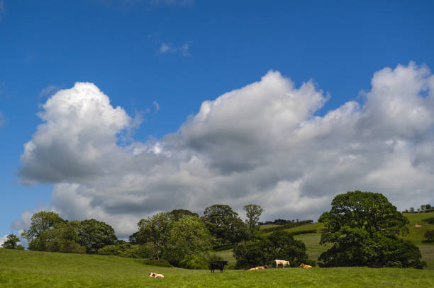 Beef cattle in a field in Scotland on a bright sunny summer afternoon