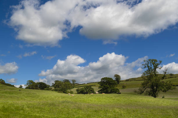 istock Beef cattle in a field in rural Scotland 2156665666