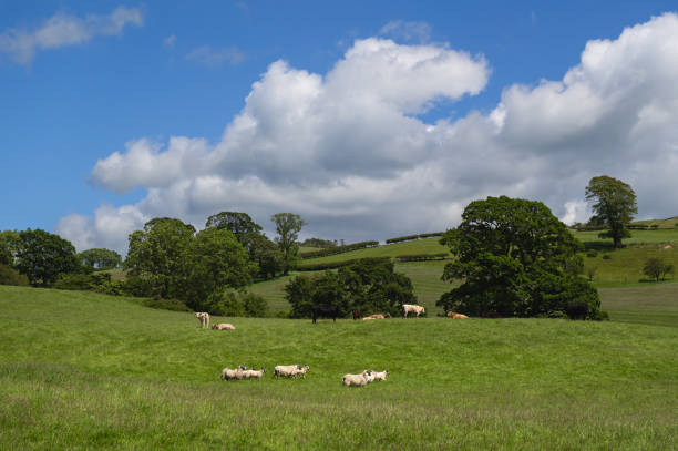 istock Livestock in a field in rural Scotland 2156665742