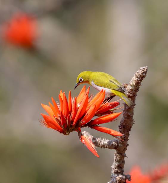 istock indian white-eye on flower. 2156666465