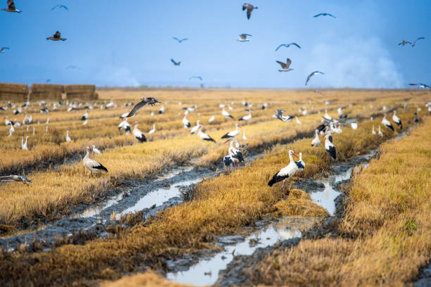 Stork migration in the sky in March
