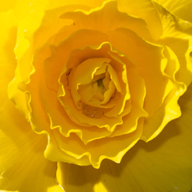 Colombian tropical yellow flower called Begonia x tuberhybrida