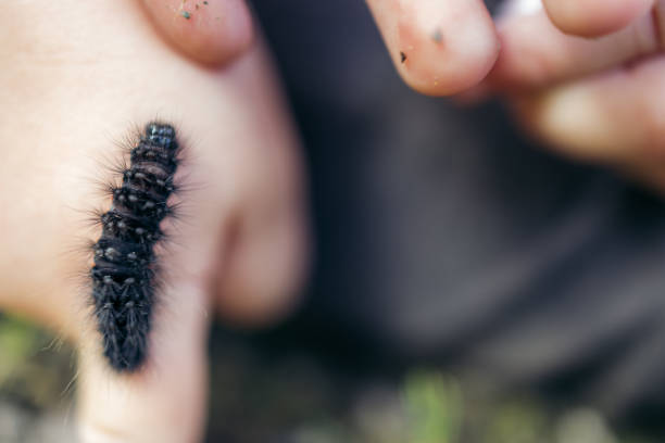 Closeup of black caterpillar on hand in Norwegian forest