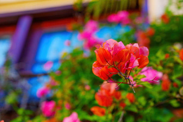 Close-up of bright pink bougainvillea flowers isolated on a defocused house background.