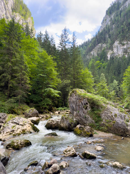 istock A river through green forest in the mountains under fluffy clouds 2156668127