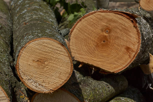 istock A section of birch and maple. Annual rings are visible. 2156668717