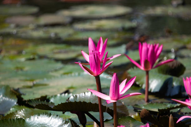 istock Panoramic of blooming Lotus flower 2156669648