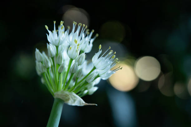 Green onion flower