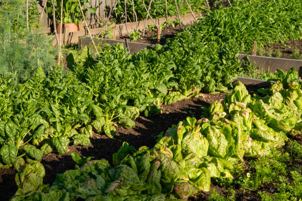 istock Vegetable garden in Summer 2156670685