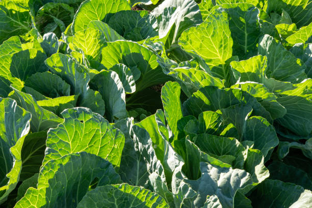 istock Vegetable garden in Summer 2156670709
