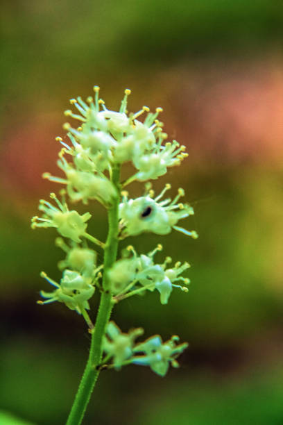 Macro - Forest - Europe, Romania, Suceava region
