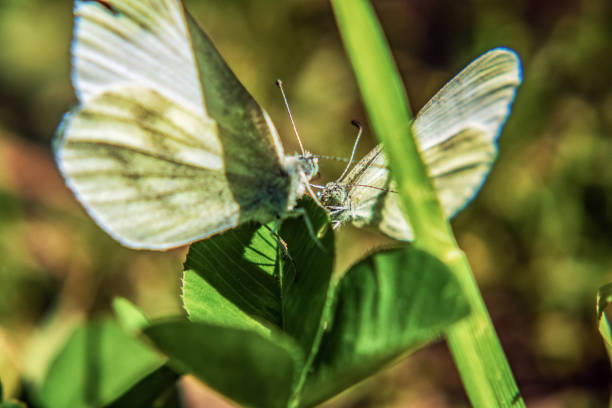 Macro - Forest - Europe, Romania, Suceava region