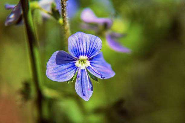 istock Macro - Forest - Europe, Romania, Suceava region 2156671438