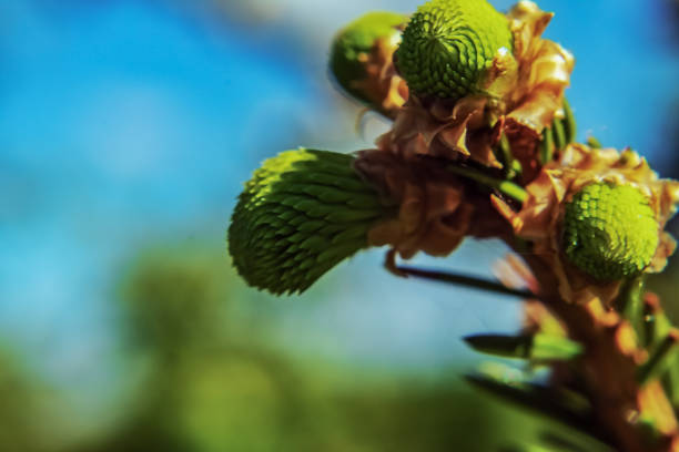 Macro - Forest - Europe, Romania, Suceava region