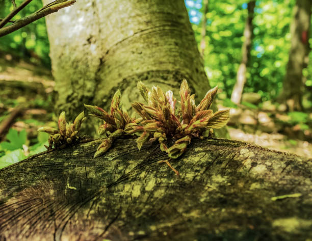 Macro - Forest - Europe, Romania, Suceava region