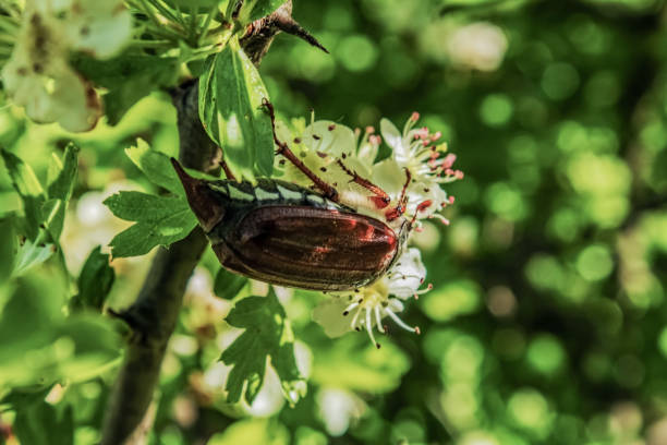 Macro - Forest - Europe, Romania, Suceava region