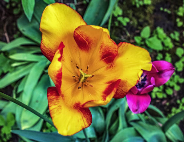 Macro - Forest - Europe, Romania, Suceava region