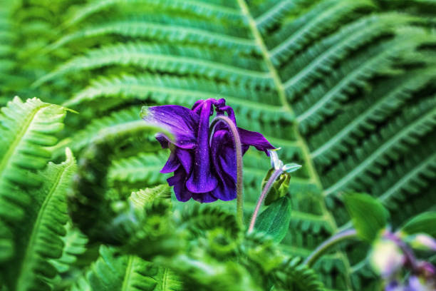 Macro - Forest - Europe, Romania, Suceava region