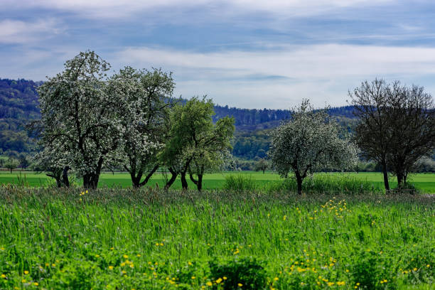 Scenic view of majestic tree growing amidst grassy landscape against sky during sunny day