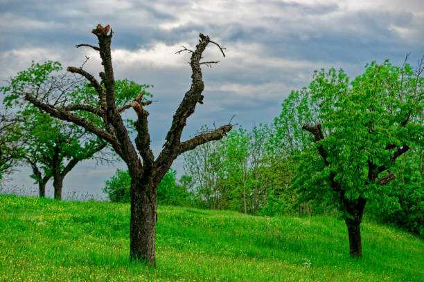 Beautiful landscapes of Bavaria during a thunderstorm 20/06/2024