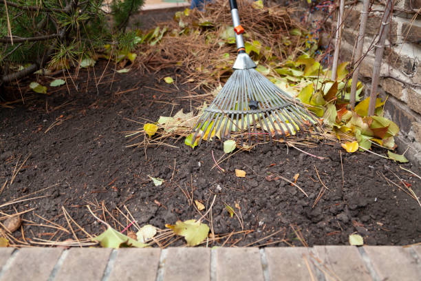 istock Metal rake collect fallen pine needles close-up 2156675459